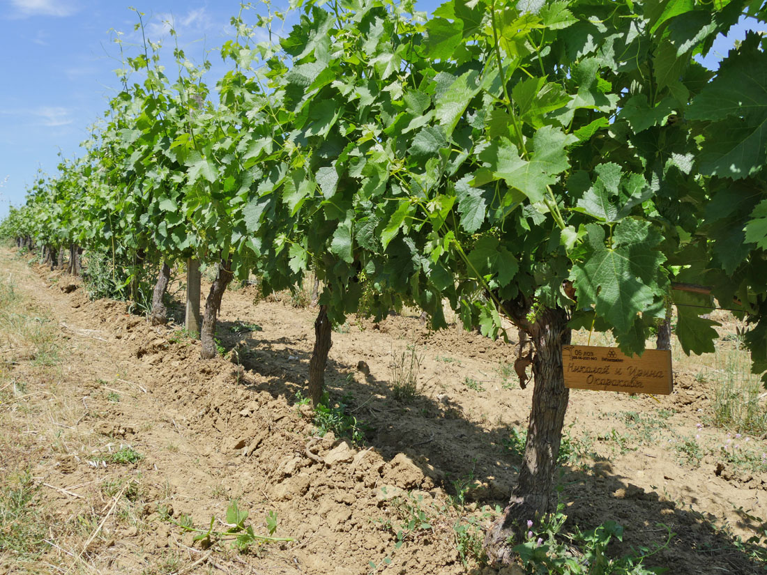 Виноградник на урожай